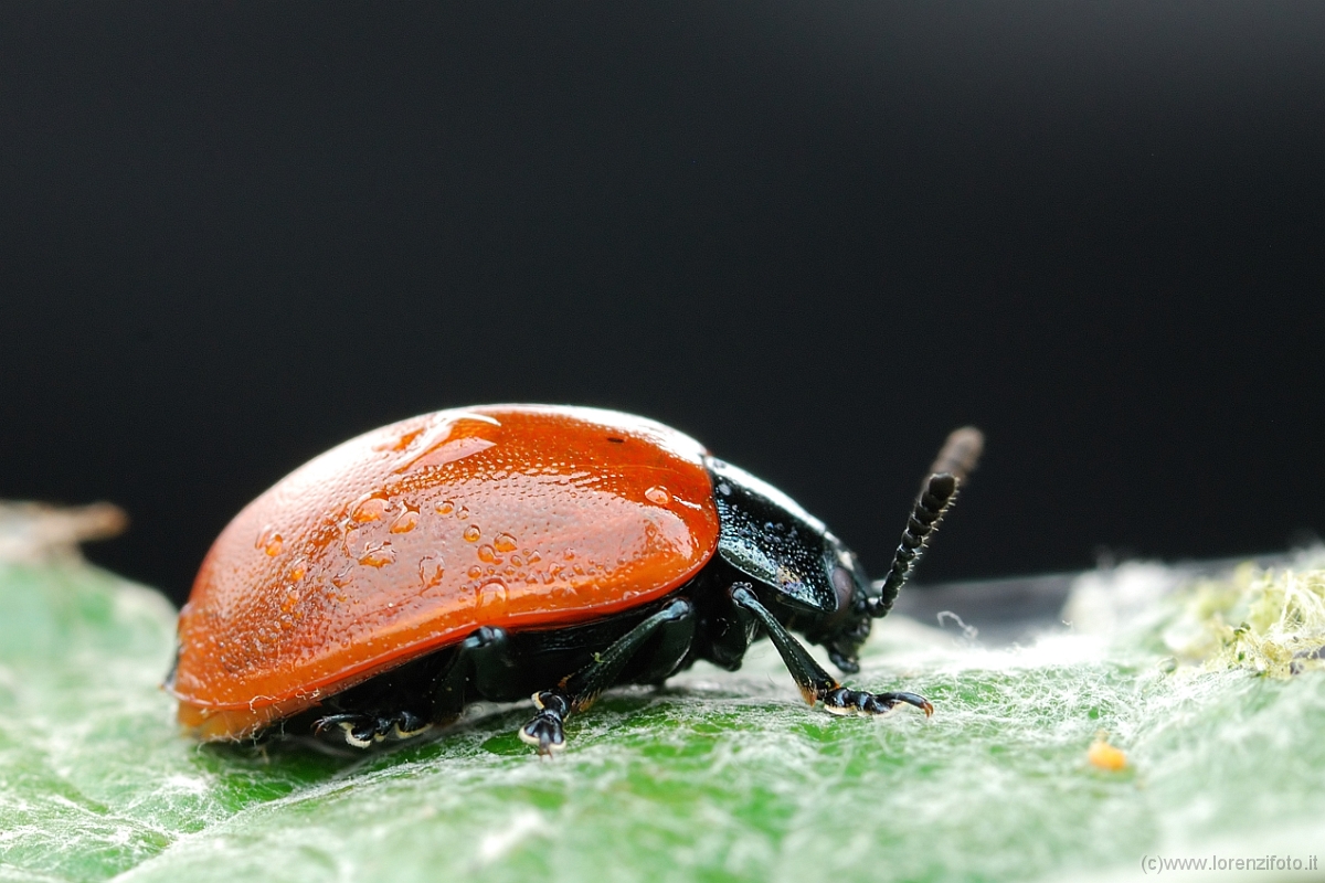 Melasoma populi (Crisomela del pioppo)3.jpg